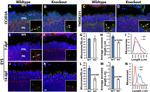 TMEM231 Antibody in Immunohistochemistry (IHC)