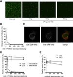 Rotavirus Polyclonal Antibody