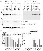 HSPB8 Antibody in Western Blot (WB)