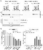 HSPB8 Antibody in Western Blot (WB)