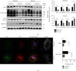 O-linked N-acetylglucosamine (O-GlcNAc) Antibody in Western Blot (WB)