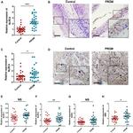NLRC4 Antibody in Immunohistochemistry (IHC)