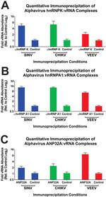 PHAP I Antibody in Western Blot, Immunoprecipitation (WB, IP)