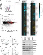 LYRM4 Antibody in Western Blot (WB)
