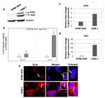 Glutaminase Antibody in Western Blot, Immunocytochemistry (WB, ICC/IF)