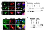 Glutaminase Antibody in Western Blot, Immunocytochemistry (WB, ICC/IF)