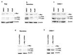 Glutaminase Antibody in Western Blot (WB)
