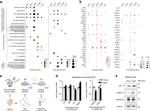 MFSD2A Antibody in Western Blot (WB)