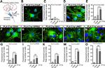 GPR62 Antibody in Proximity Ligation Assay (PLA) (PLA)