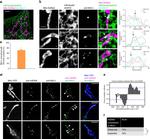 RHOT1 Antibody in Immunocytochemistry (ICC/IF)