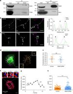 RHOT1 Antibody in Immunocytochemistry (ICC/IF)