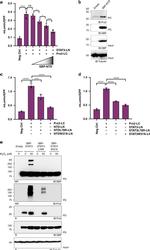 PRDX2 Antibody in Western Blot (WB)