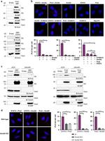 PRDX2 Antibody in Western Blot (WB)