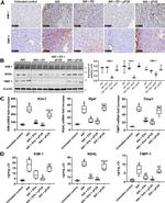TIM-1 Antibody in Western Blot (WB)