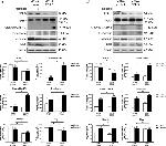 EDIL3 Antibody in Western Blot (WB)