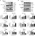 EDIL3 Antibody in Western Blot (WB)