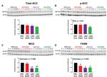 MCD Antibody in Western Blot (WB)