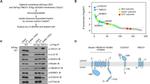 TMEM147 Antibody in Western Blot (WB)