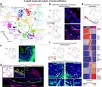 RyR2 Antibody in Immunohistochemistry (IHC)