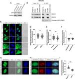 XRCC1 Antibody in Western Blot (WB)