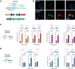 DYKDDDDK Tag Antibody in Immunocytochemistry (ICC/IF)