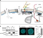 Nesprin 2 Antibody in Western Blot, Immunoprecipitation (WB, IP)