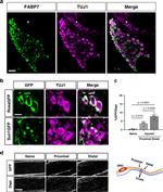 FABP7 Antibody in Immunohistochemistry, Immunocytochemistry (IHC, ICC/IF)