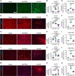 Thrombospondin 2 Antibody in Immunohistochemistry, Immunocytochemistry (IHC, ICC/IF)