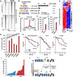 ErbB2 (HER-2) Antibody in Western Blot (WB)