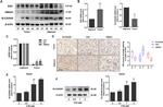 SLC25A26 Antibody in Western Blot, Immunohistochemistry (WB, IHC)