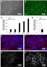 ZO-1 Antibody in Immunocytochemistry (ICC/IF)