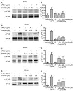 Phospho-NFkB p65 (Ser536) Antibody in Western Blot (WB)