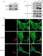 PLEKHG5 Antibody in Western Blot (WB)