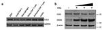 IFIT1 Antibody in Western Blot (WB)