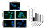 XPF Antibody in Immunocytochemistry, Proximity Ligation Assay (PLA) (ICC/IF, PLA)