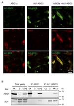 AU1 Tag Antibody in Western Blot, Immunoprecipitation (WB, IP)