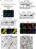 WDR45B Antibody in Western Blot (WB)