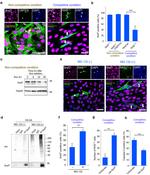 SRSF7 Antibody in Western Blot, Immunocytochemistry, Immunoprecipitation (WB, ICC/IF, IP)