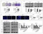 XRCC1 Antibody in Western Blot (WB)
