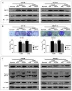 XRCC1 Antibody in Western Blot (WB)