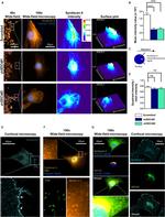 Syndecan 4 Antibody in Immunocytochemistry (ICC/IF)
