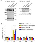 OxPhos Rodent WB Antibody in Western Blot (WB)