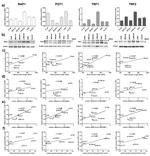 RAP1 Antibody in Western Blot (WB)