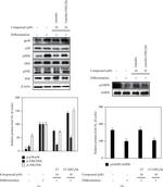 JNK1 Antibody in Western Blot (WB)
