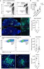 iNOS Antibody in Immunohistochemistry (IHC)