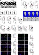 Phospho-MEKK2 (Ser520) Antibody in Immunohistochemistry (IHC)