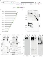 SRRM2 Antibody in Western Blot (WB)