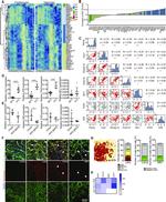 NULP1 Antibody in Immunohistochemistry (IHC)