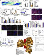 NULP1 Antibody in Immunocytochemistry (ICC/IF)