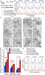 Alexa Fluor 488 Polyclonal Antibody